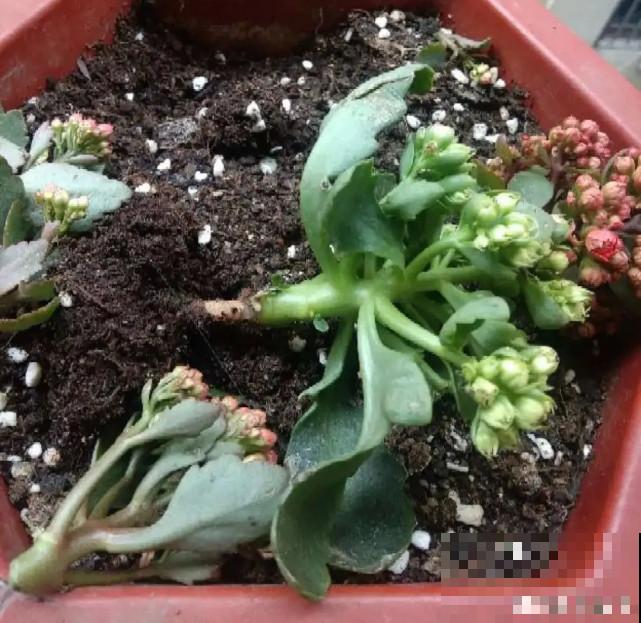 秋天给花补点“猛肥”,嫩芽一茬接一茬,花苞呼呼冒 秋天给花补点“猛肥”,嫩芽一茬接一茬,花苞呼呼冒