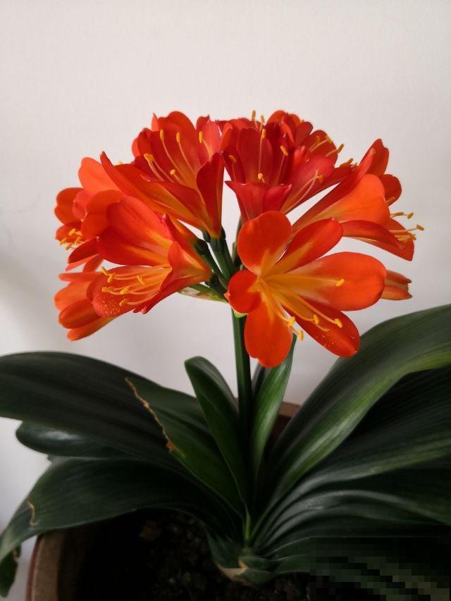 8种花，也太难养了，养好的都是大神