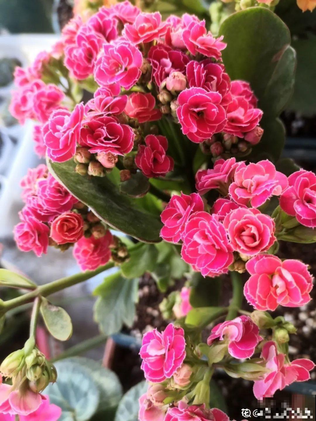 10种花冬天要施肥,不然不开花,而且活不过一年 10种花冬天要施肥,不然不开花,而且活不过一年