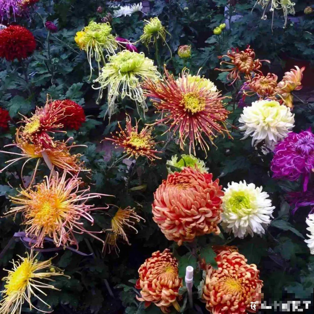 养花一直不开花,给他套个黑塑料袋,花苞呼呼冒 养花一直不开花,给他套个黑塑料袋,花苞呼呼冒