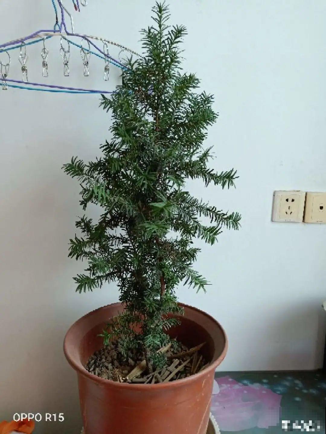 腊月买花要睁大眼,这8种花别要,养不活还浪费钱 腊月买花要睁大眼,这8种花别要,养不活还浪费钱