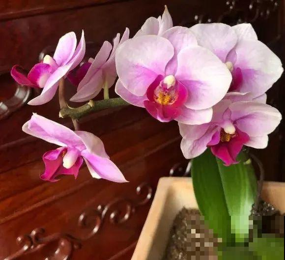 能开大半年的“蝴蝶花”,皮实耐阴好养活,养在家里喜庆热闹 能开大半年的“蝴蝶花”,皮实耐阴好养活,养在家里喜庆热闹