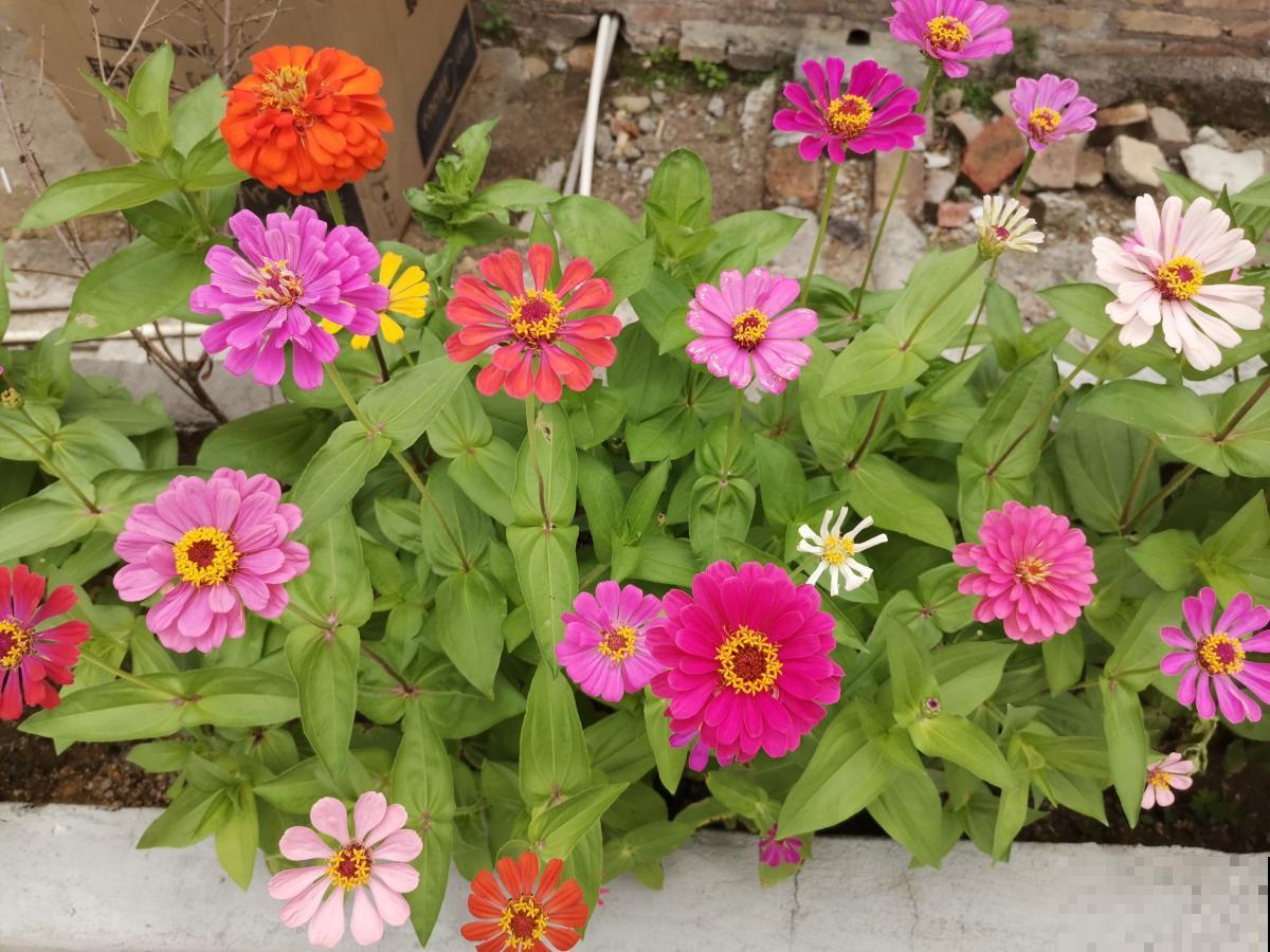 养了2盆野花，婆婆却说“不吉利”，还差点给扔掉