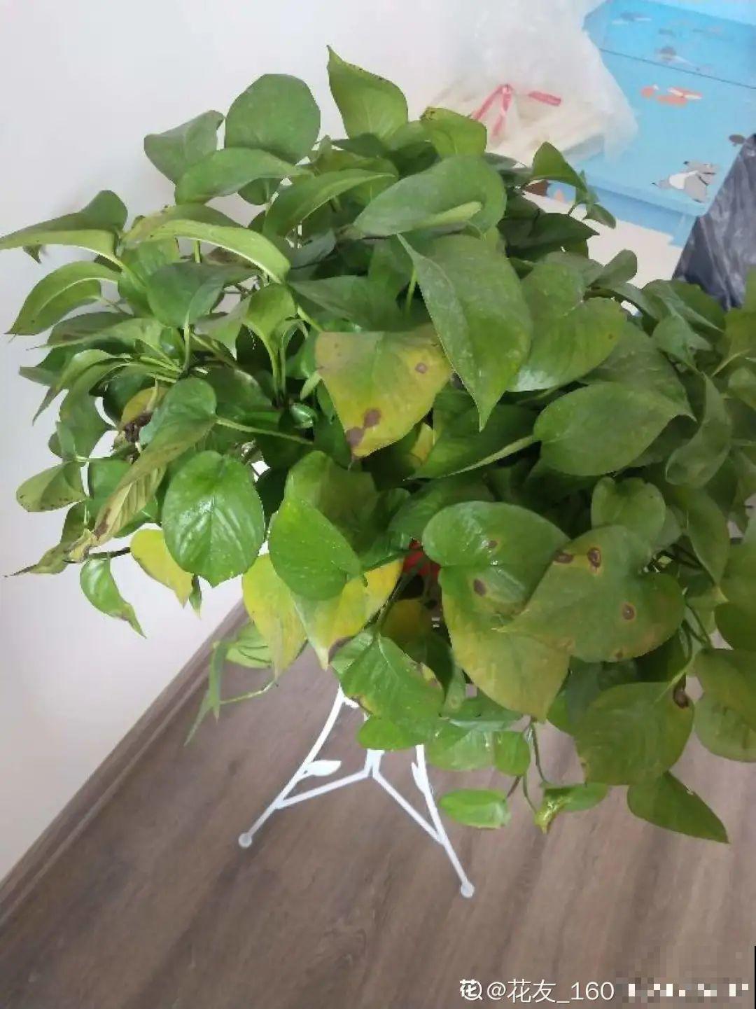 10种“怕晒花”，越晒死越快，半阴地儿反倒长得旺