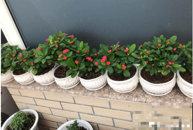 10种花，小盆“挤着养”，不烂根，植株旺，花苞突突冒