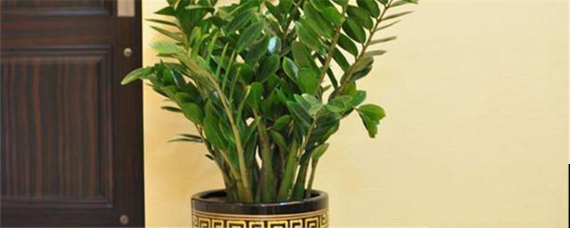 6种花，名字自带好寓意，养了就平安