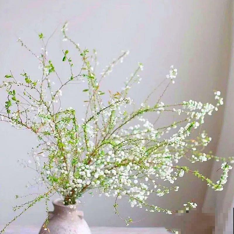 1种花叫“雪柳”，剪几根枝插水里，7天长叶，一个月开花，绝美