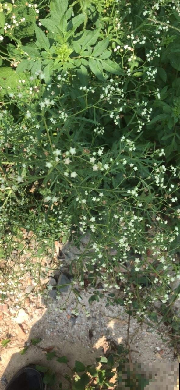 这7种入侵植物很常见，见到它不要留情，留着是祸害