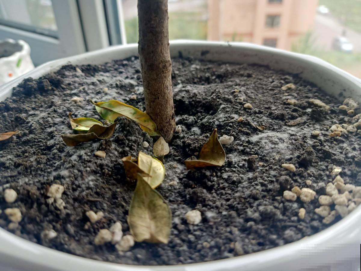 养花换下的旧土别扔，3招让土肥的流油，省下一笔养花钱