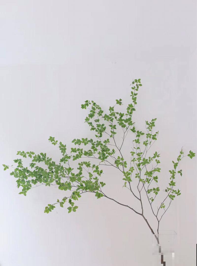 5种小众花，家里养一盆，屋里立马气质变高级