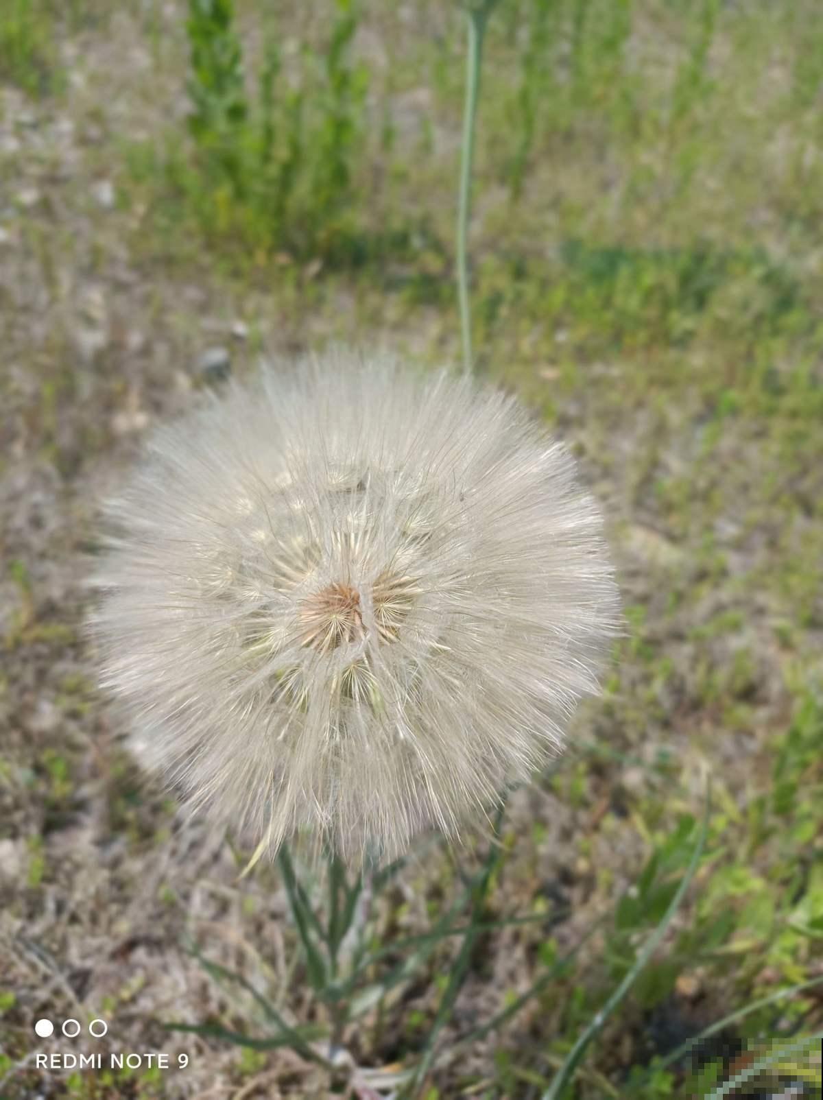4种花农村很常见,如今城里十几块钱一把,贵得离谱 4种花农村很常见,如今城里十几块钱一把,贵得离谱