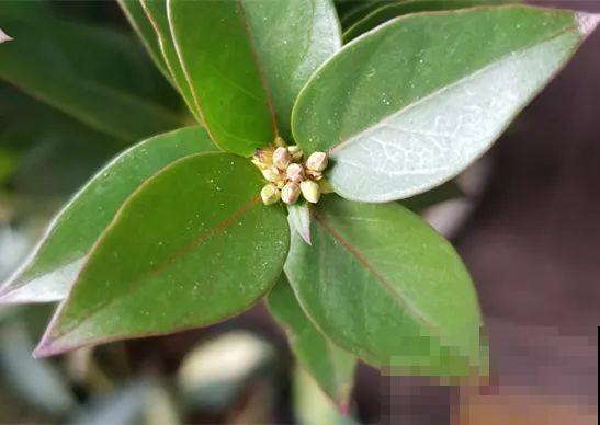 花量巨大的法国香水,被称作开花界“航空母舰”,花期能有大半年 花量巨大的法国香水,被称作开花界“航空母舰”,花期能有大半年