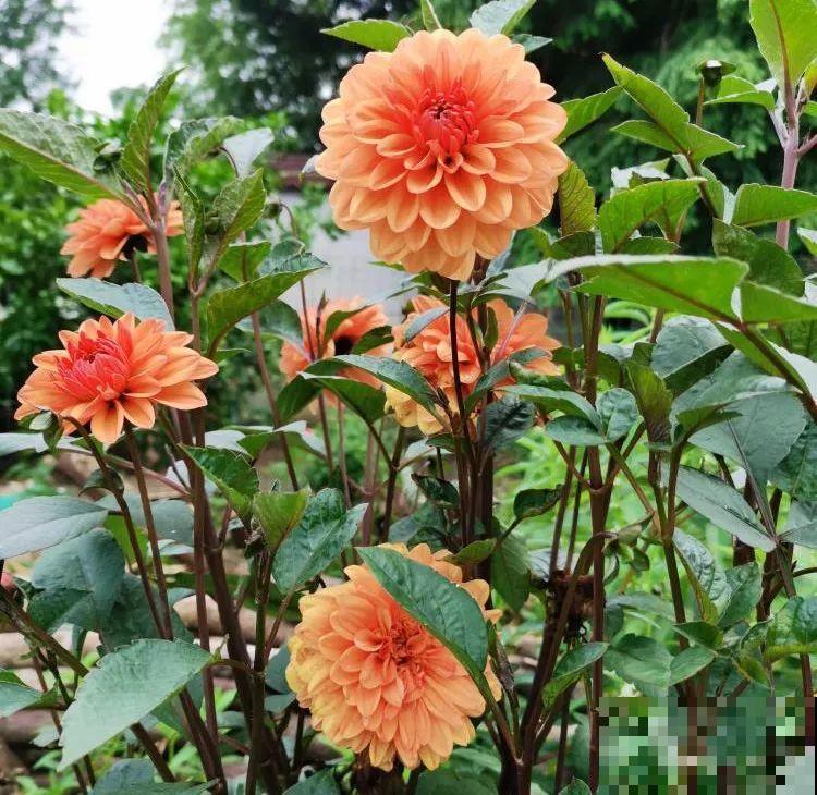 “大丽花门前种，财富到家不是梦”，种点大丽花，喜庆又富贵