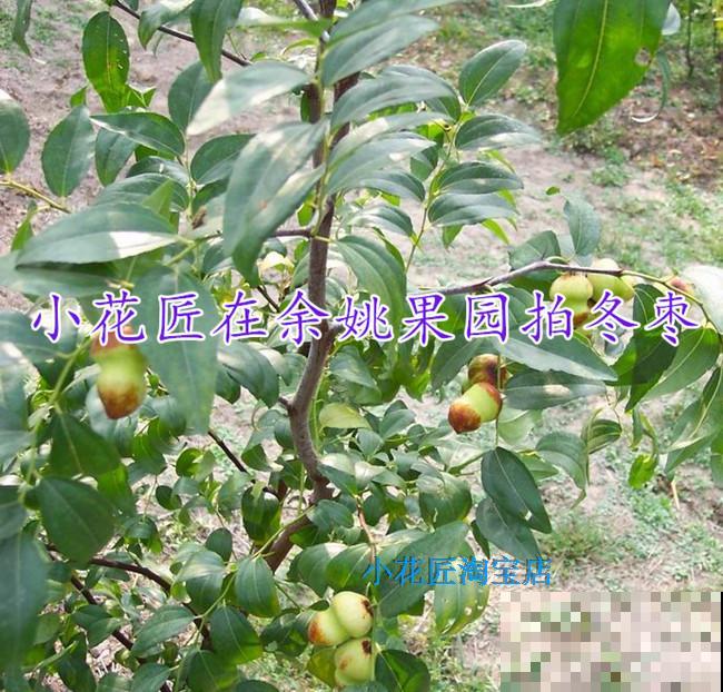 “四树进宅，镇宅旺财”，4种守家树，种一棵有“好兆头”