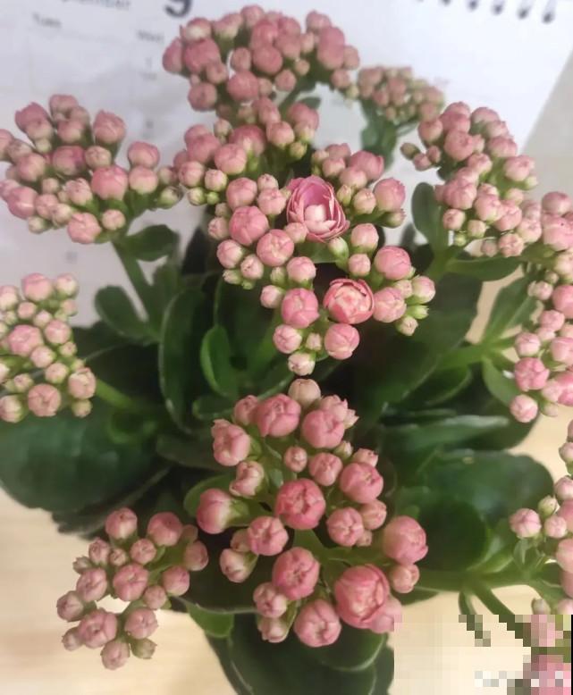 秋天给花补点“猛肥”,嫩芽一茬接一茬,花苞呼呼冒 秋天给花补点“猛肥”,嫩芽一茬接一茬,花苞呼呼冒