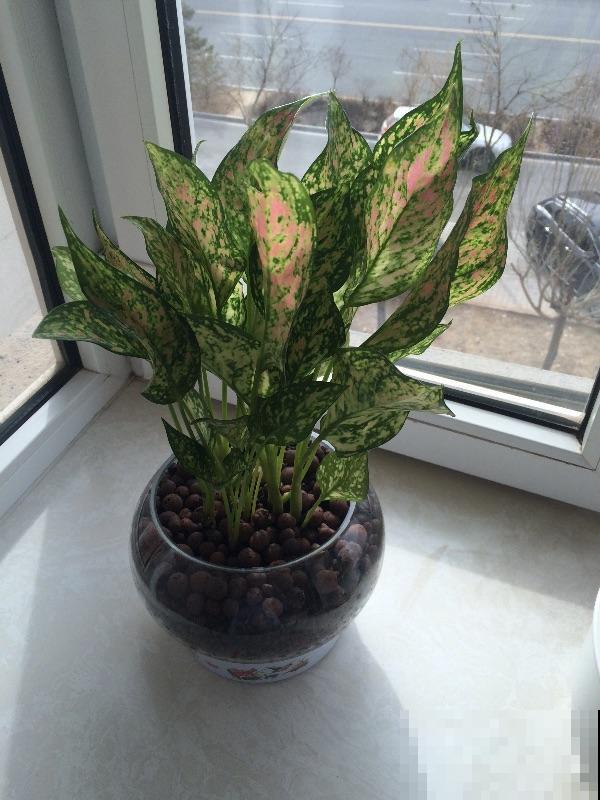 这5种植物叶子，美的像艺术品，最后一个价格比包还贵