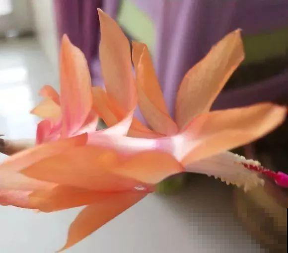 蟹爪兰软趴趴、掉花苞？它有“5怕”，避开后，叶片硬如铁！