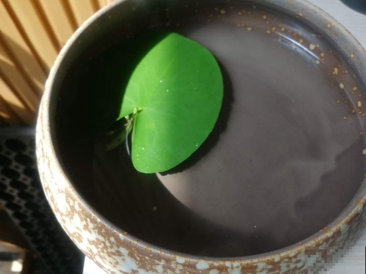 1种花放水里就能活，却不适合有孩子的家养，很可能变“水帘洞”