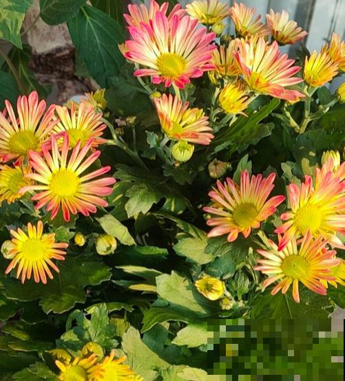 7种花最耐寒，到了零下也能活，冬天也有花赏