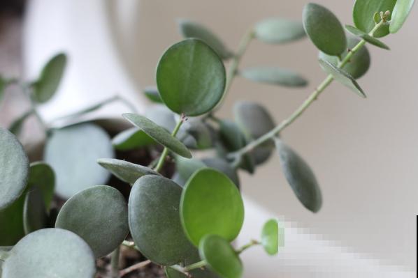 一种花名叫碧雷鼓,叶子圆润像钱币,还有招财进宝好兆头 一种花名叫碧雷鼓,叶子圆润像钱币,还有招财进宝好兆头