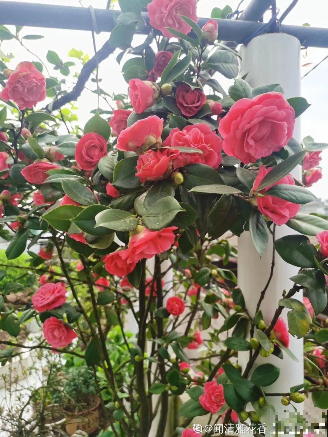 20种花，现在养正是开花好时候，再晚就过季了