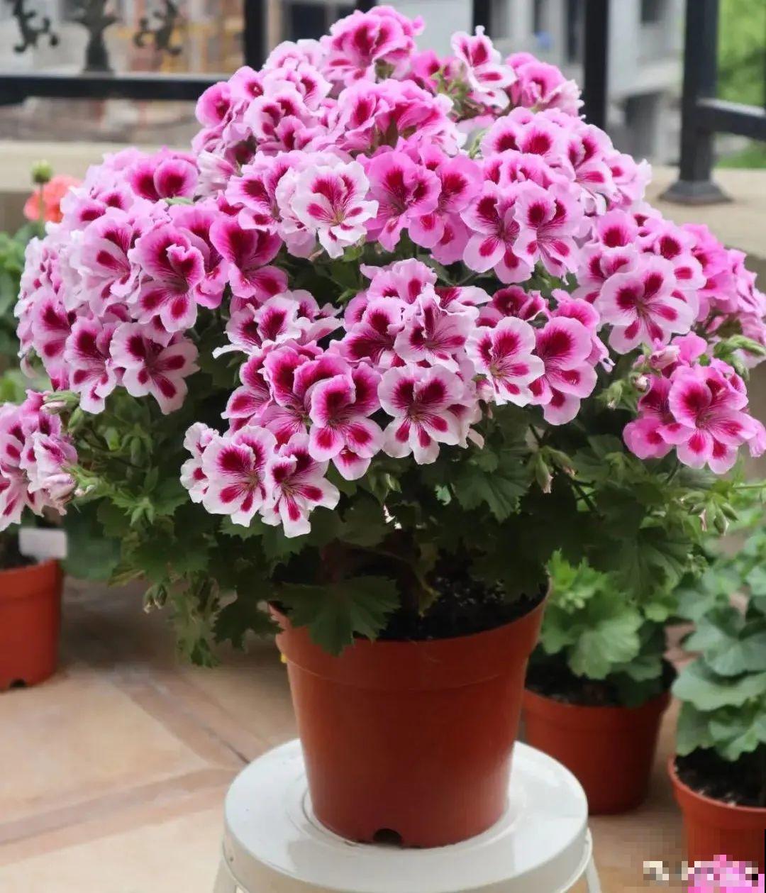 买茶花也要注意“坑”，注意5要点，叶子挺立有精神