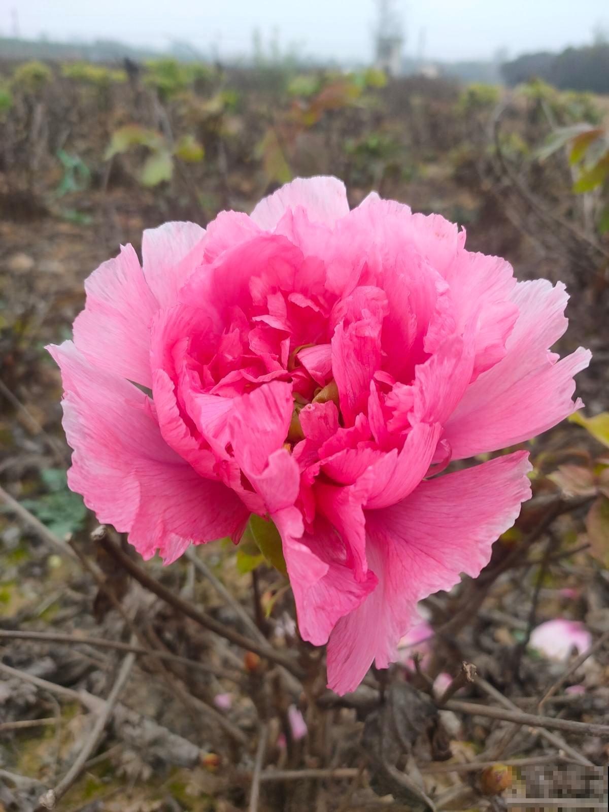 只有牡丹配得上“雍容华贵”，家里种一盆，尽显主人气质