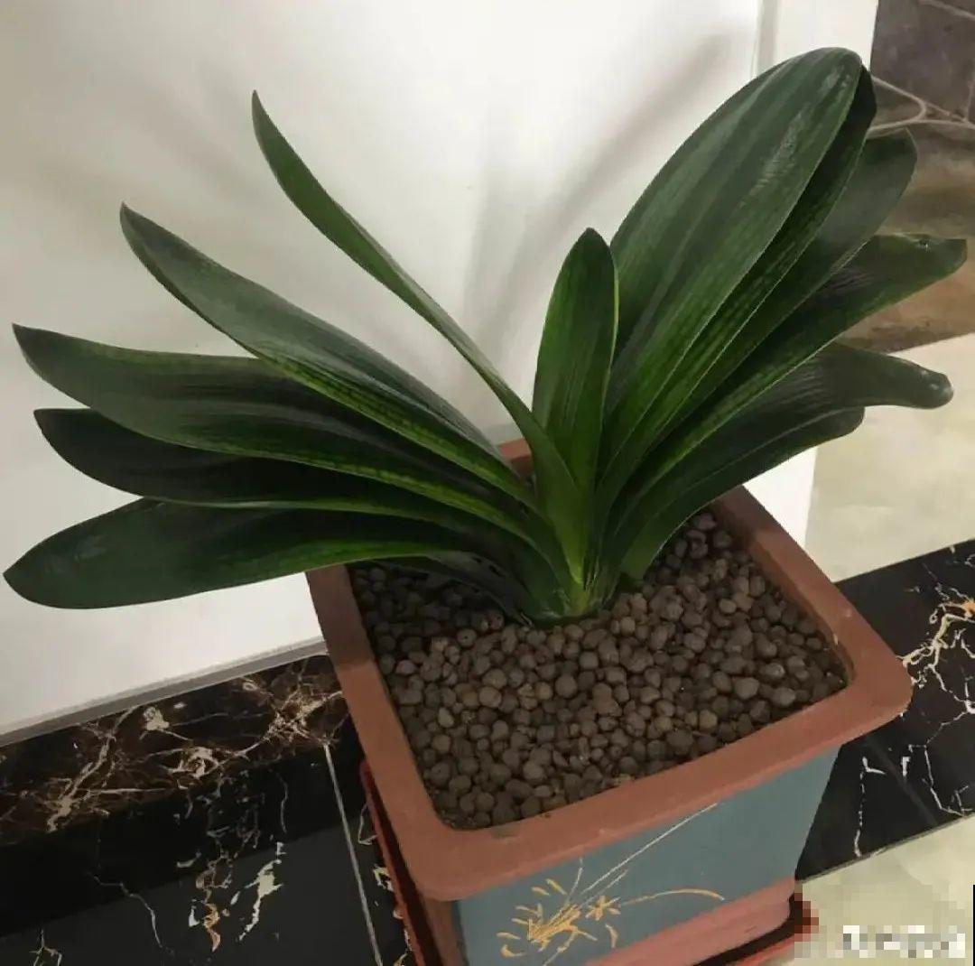养君子兰就得学会6要点，叶子绿油亮，开花多又大