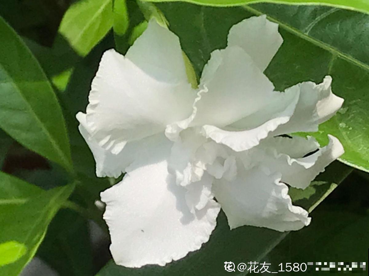 被花名限制的植物,光是听到名字,瞬间失去购买欲 被花名限制的植物,光是听到名字,瞬间失去购买欲