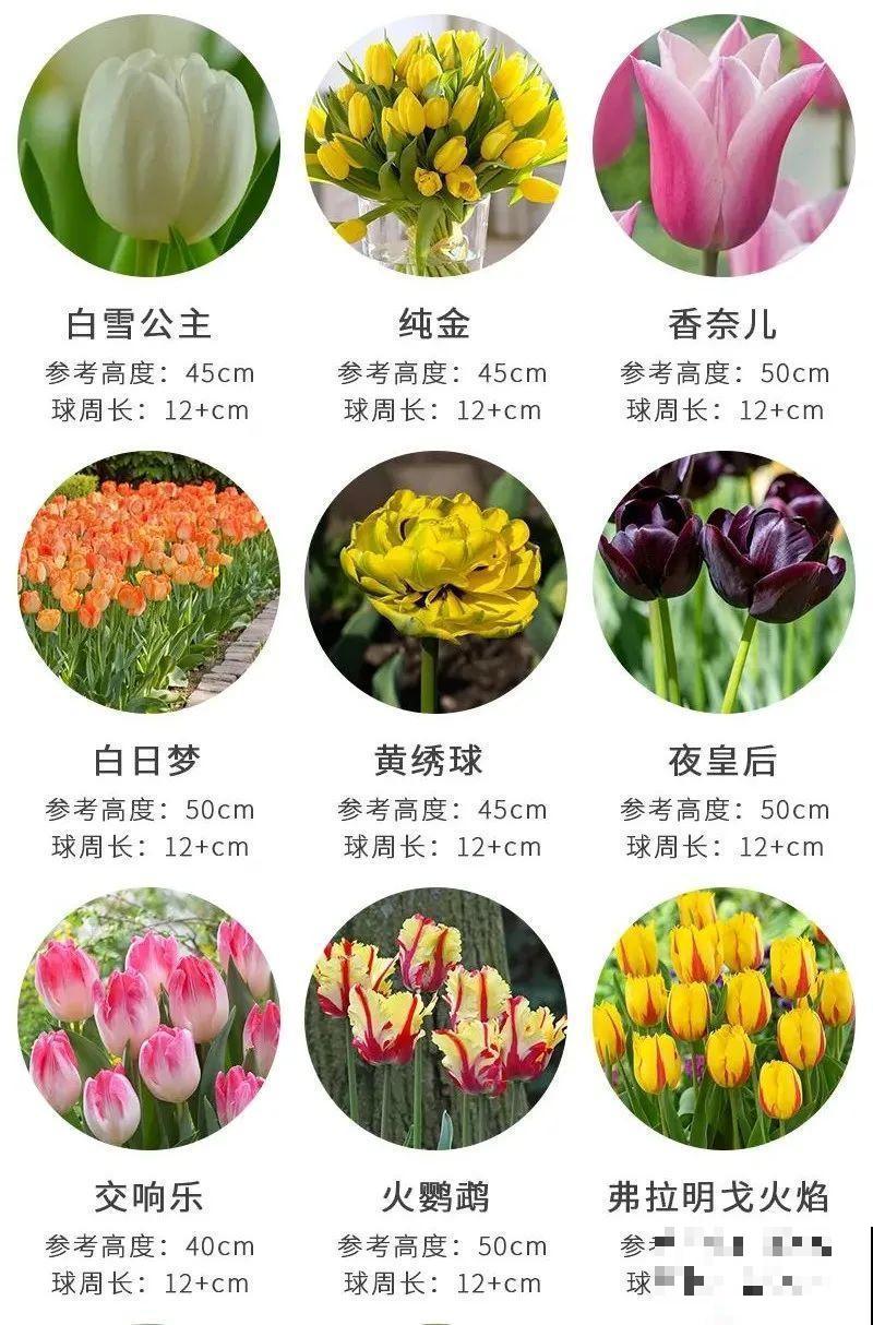 2块钱一个的便宜花,埋土里就开花爆盆,天再冷也冻不死 2块钱一个的便宜花,埋土里就开花爆盆,天再冷也冻不死