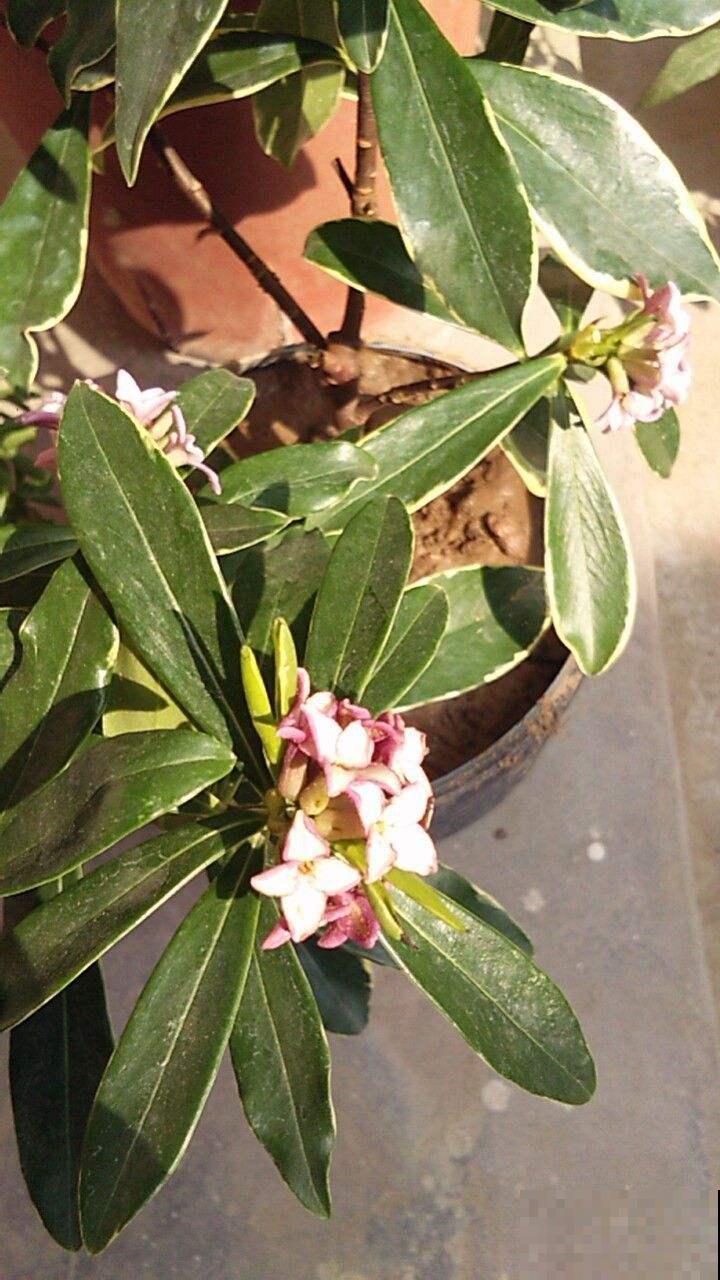 冬天养金边瑞香，做好两件事，坐等开花就可以了