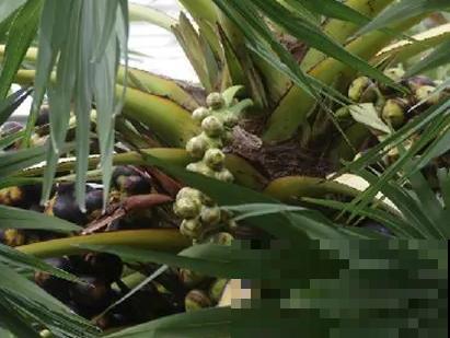 佛教的“五树六花”,养在家里很合适,有凝神静心效果 佛教的“五树六花”,养在家里很合适,有凝神静心效果