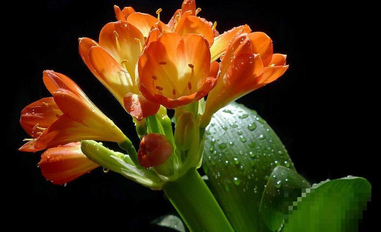 8年养花生涯,让我找到植物的“财富密码”,4种花“越养越赚钱” 8年养花生涯,让我找到植物的“财富密码”,4种花“越养越赚钱”