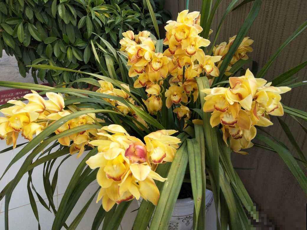 养大花蕙兰记住“两勤一懒”，年年爆盆，有“花开富贵”好兆头