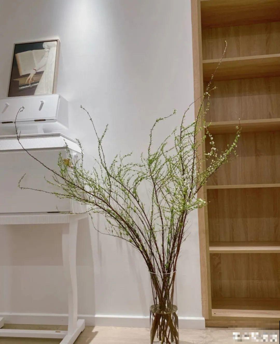 1种花叫“雪柳”，剪几根枝插水里，7天长叶，一个月开花，绝美