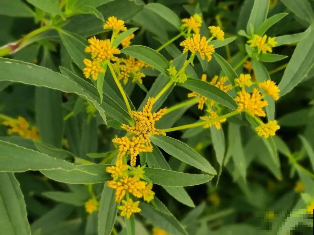 河南等地遭“恶魔之花”入侵，看到之后赶紧报告，不然会有大麻烦