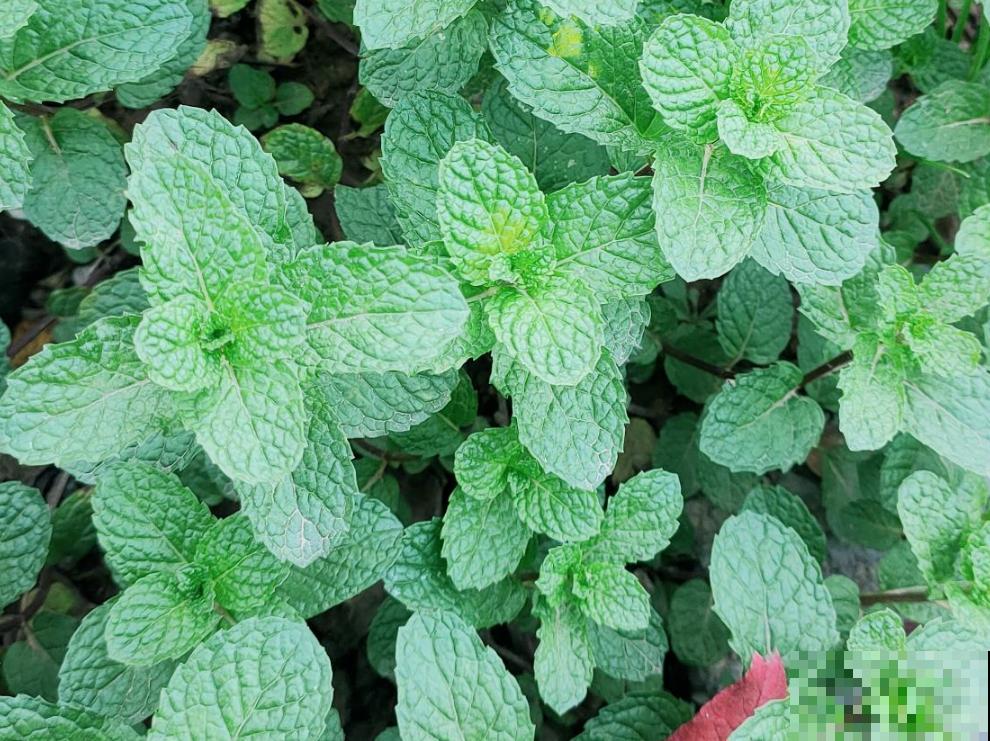 人养花花养人的4种花,养在卧室助睡眠,晚上睡得香 人养花花养人的4种花,养在卧室助睡眠,晚上睡得香