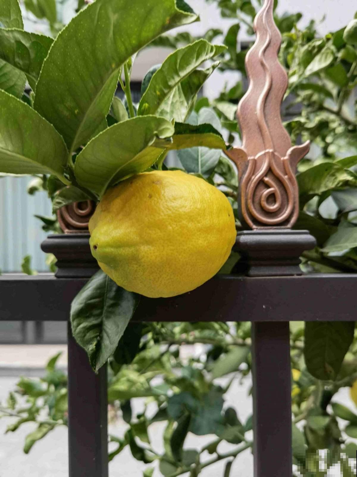屋里养棵柠檬盆栽，清香满屋还能杀菌，养人养身心