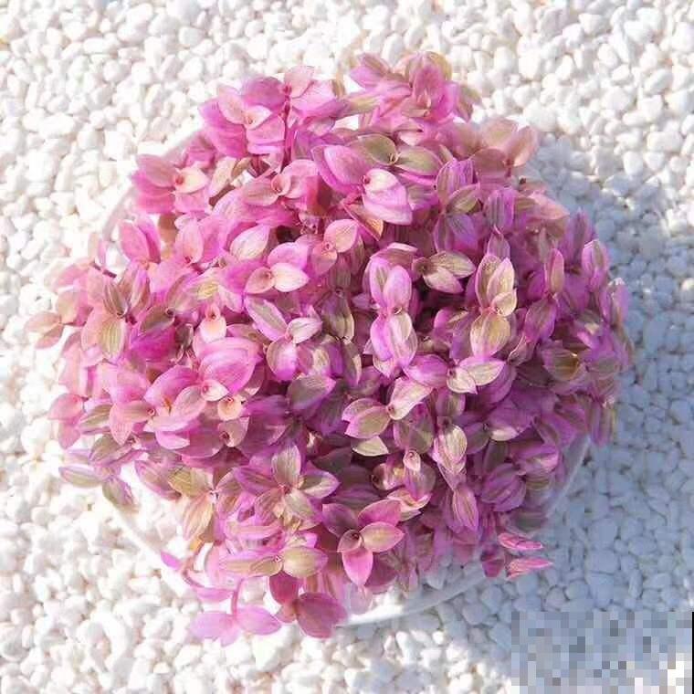 1种多肉名叫“胭脂云”,满盆叶子粉粉嫩嫩,爆盆很容易 1种多肉名叫“胭脂云”,满盆叶子粉粉嫩嫩,爆盆很容易