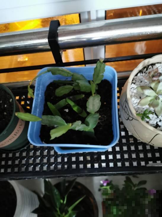 蟹爪兰扦插,竟然靠一把梳子就可以 蟹爪兰扦插,竟然靠一把梳子就可以