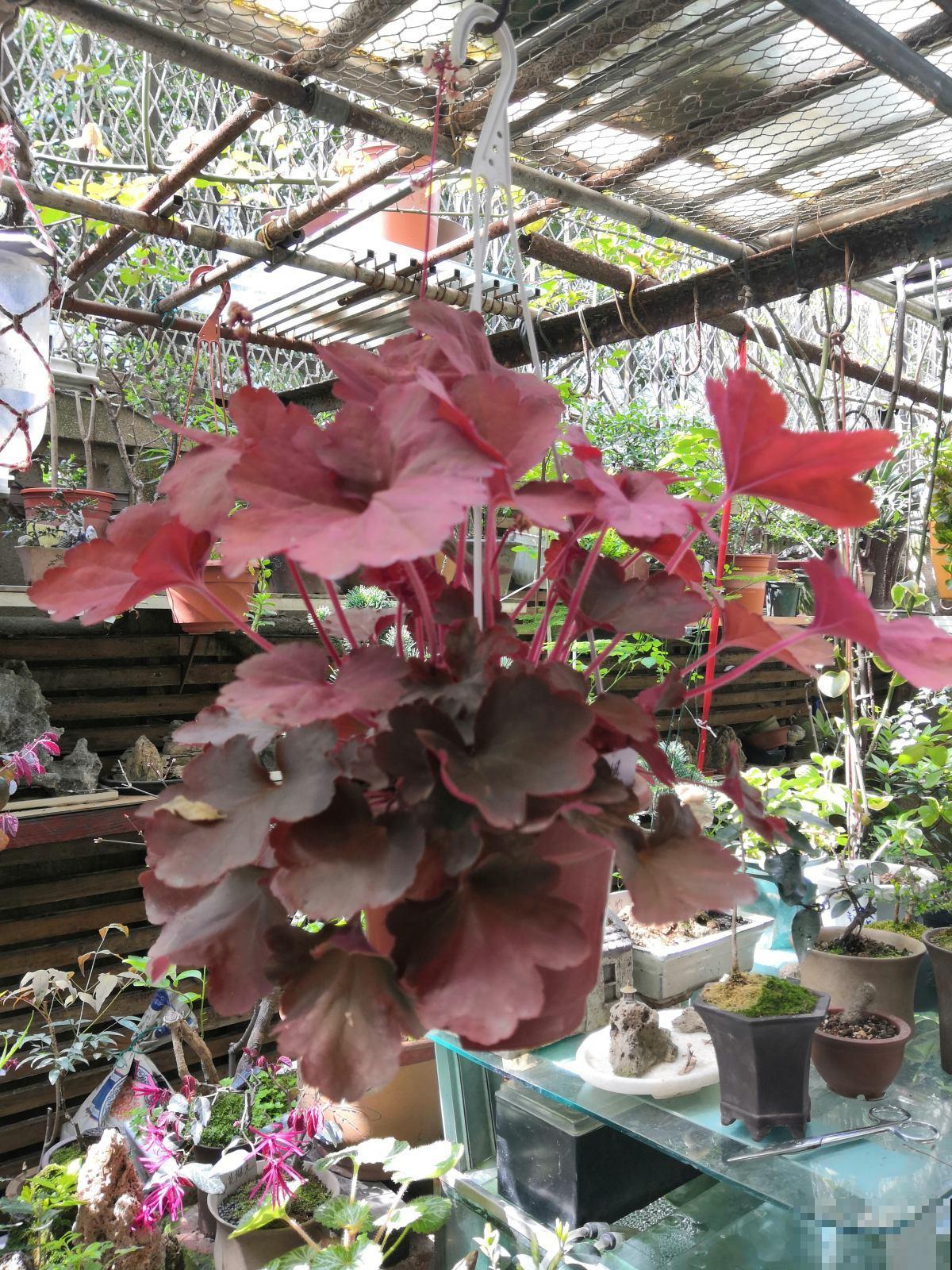 冬天就养一盆矾根,耐寒能力强,大东北地区也能活 冬天就养一盆矾根,耐寒能力强,大东北地区也能活