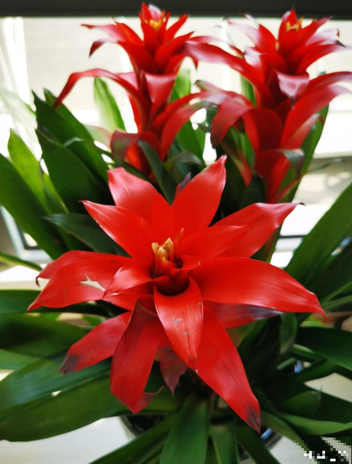 家里要养盆大红花，有4种真正的红火花，养在家里有旺运好兆头