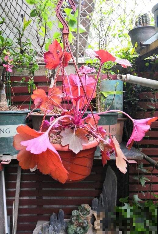 适合北方冬季户外养的花,能耐寒零下15℃,越冷叶子颜色越美 适合北方冬季户外养的花,能耐寒零下15℃,越冷叶子颜色越美