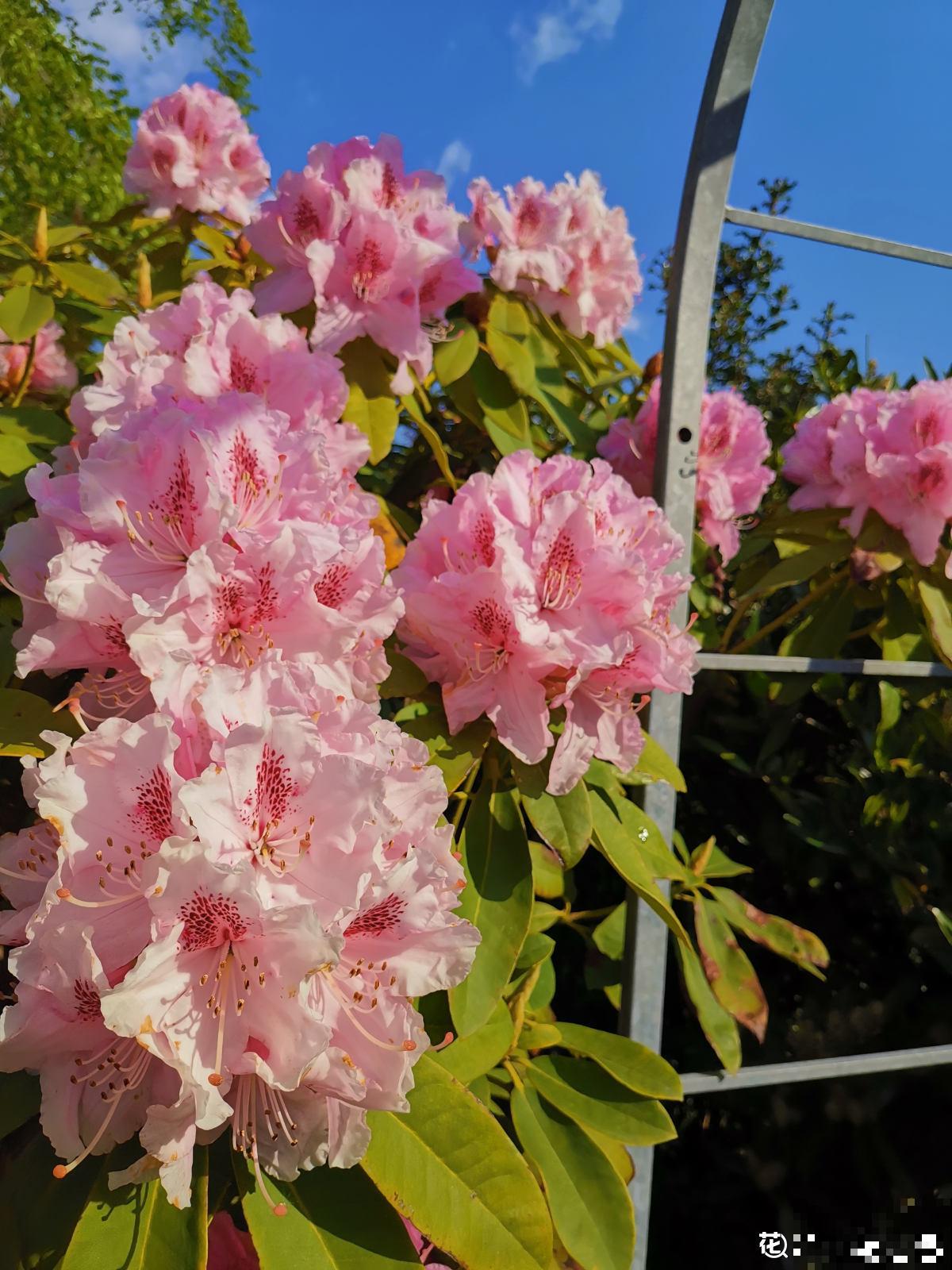 我家秋天院子养2种花，满园秋色颜值高，都成了拍照景点