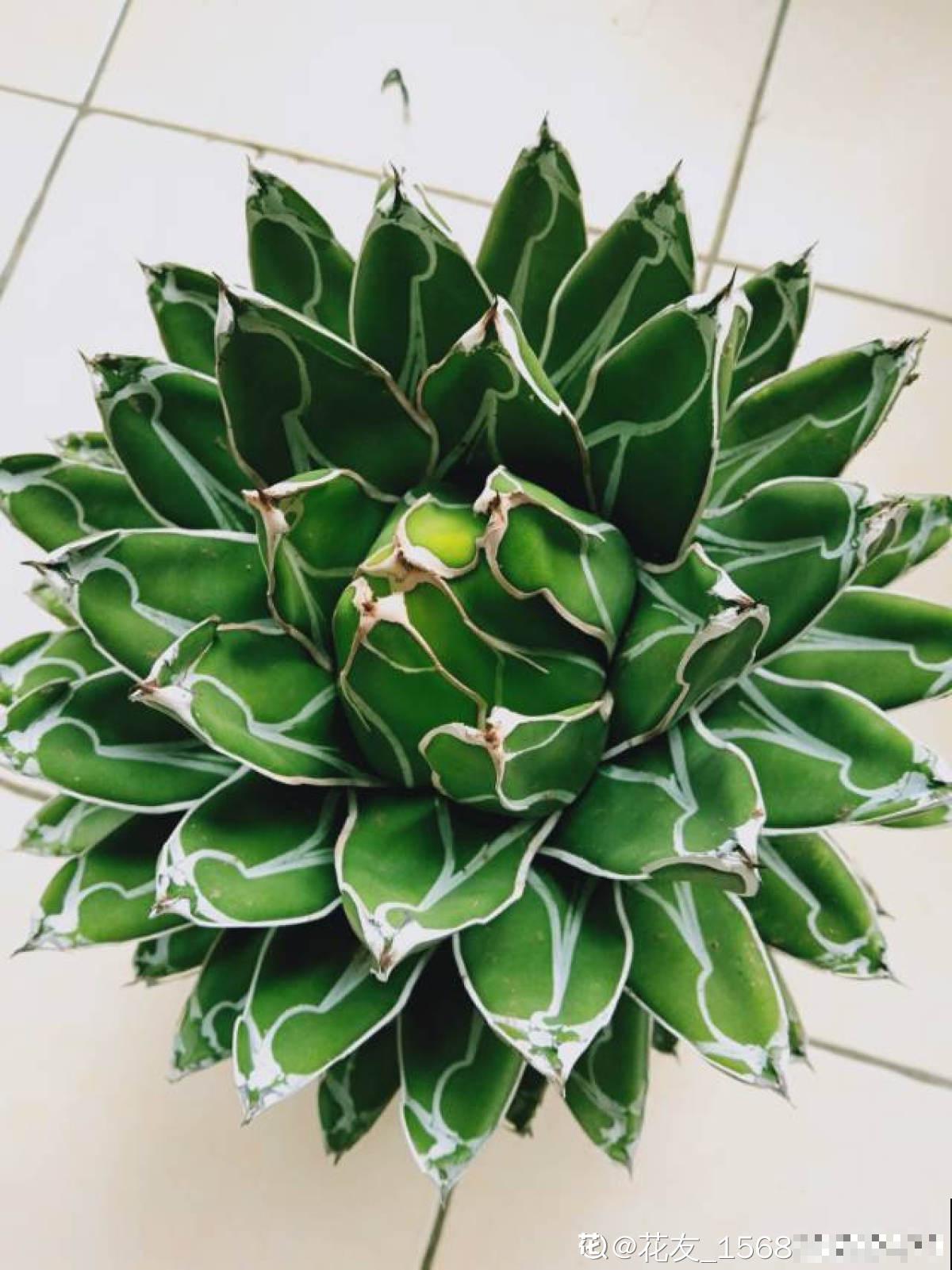 名字里带“龙”的6种花，养在家里镇宅又吉祥，安全感满满