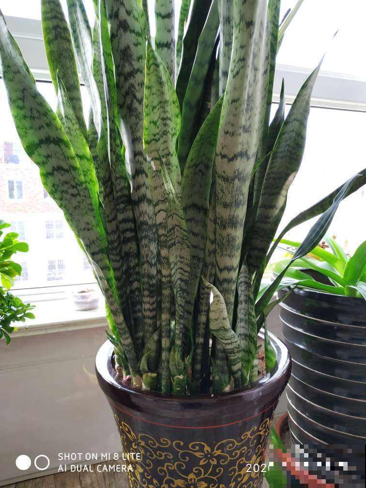 净化空气效果好的5种花，家里各个角落摆1盆，空气清新帮大忙