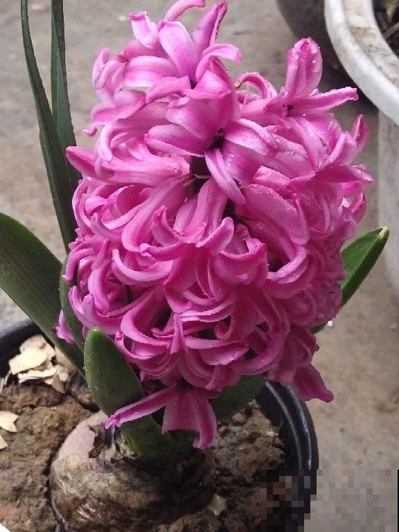 1种花是冬季“爆品”,满盆开红花,养一次就上瘾 1种花是冬季“爆品”,满盆开红花,养一次就上瘾