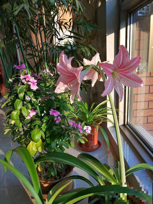 封闭阳台想爆花，养4种“爆花机器”，剪一岔开一茬，摁都摁不住