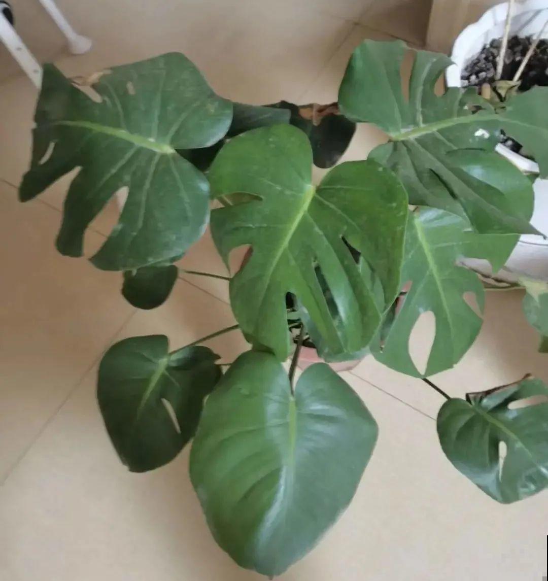 10种“垃圾”不要丢，拿来养花效果好，还能省下一笔钱