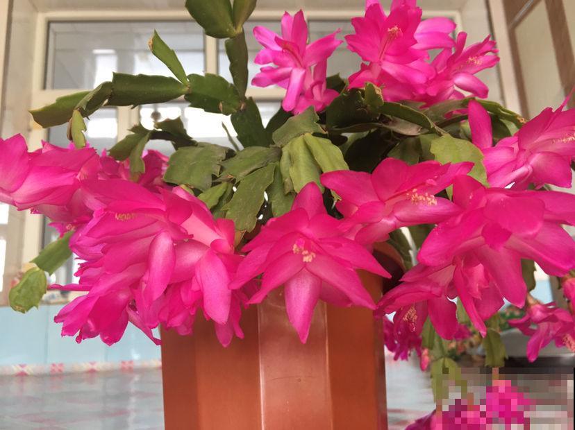 熟记养花6招，告别蟹爪兰叶黄耷拉，年底花开满盆